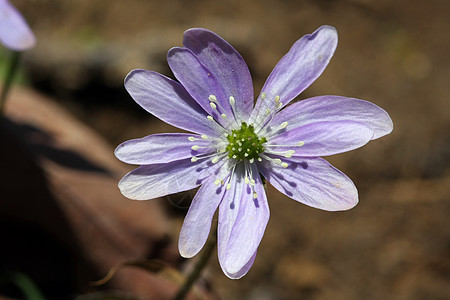希帕卡花植物群荒野紫色叶子花粉宏观植物学牧草肝病森林图片