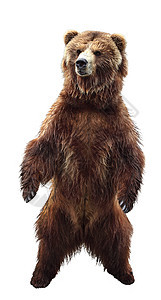 棕熊棕色野生动物捕食者荒野爪子哺乳动物背景图片