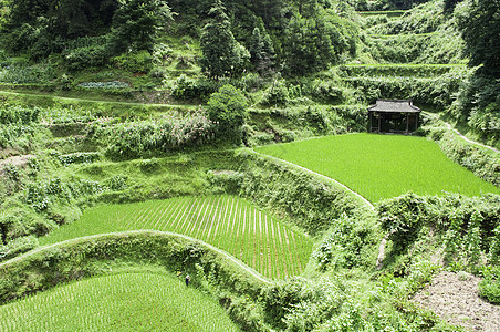 脚步中国大米台背景