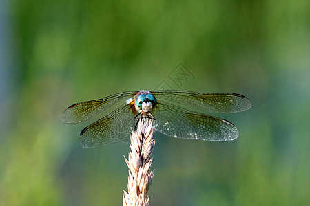蓝斑达舍翅膀宏观池塘漏洞植物蓝色蜻蜓生物航班野生动物图片