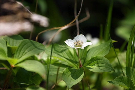 Bunchberry 花朵图片
