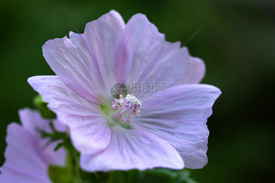 鲜花花宏观植物群蓝色紫色花粉叶子荒野花瓣草本植物植物图片