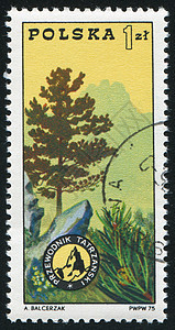 Tatra山集邮植物松树锥体树干邮件古董植物群邮资明信片图片