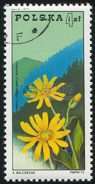 贝斯基茨山脉海豹明信片邮票植物花序历史性古董邮件集邮叶子图片