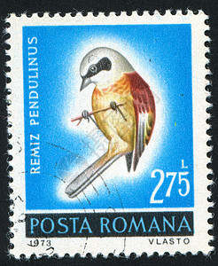 贴上标签的鸟翅膀邮件野生动物海豹古董集邮邮资荒野明信片邮戳背景图片