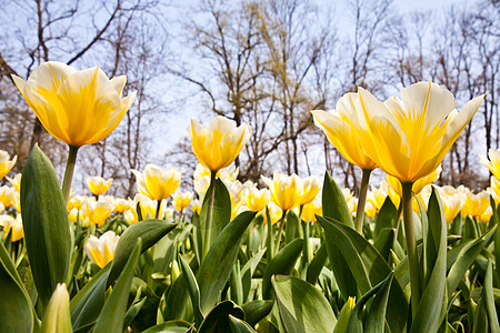 Tulips  雅普根品种花瓣边界花店叶子公园植物场地栽培季节阳光图片