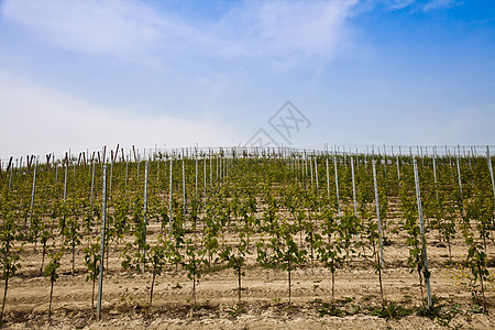巴尔贝拉葡萄园     意大利农场水果房子季节国家酒厂收成植被风景生长图片