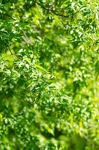 绿树叶背景太阳树木美丽阳光分支机构植物宏观公园森林天空图片
