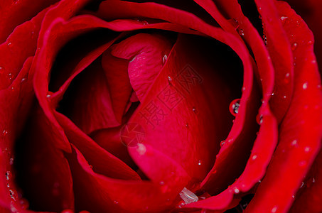 红玫瑰花朵红色白色礼物生日叶子婚礼玫瑰季节花束脆弱性图片