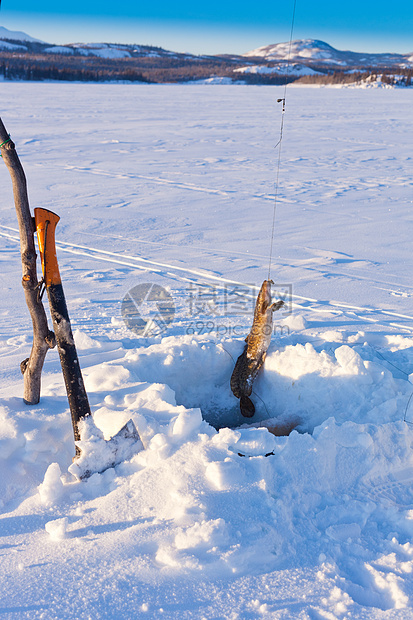 捕捉林考的好鱼钓鱼野生动物荒野粘液垂钓者渔夫食物冰钓斑点斧头图片