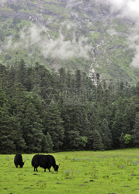 在Meadow的亚克牧场旅行生态牧场公园森林天空国家哺乳动物场景风景图片