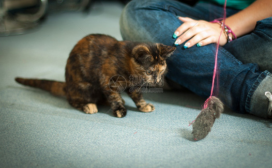 Katzen 国小猫色点黑色虎斑图片