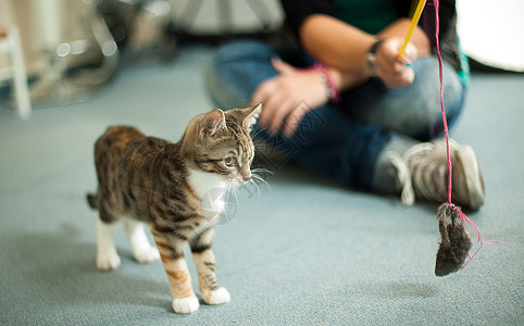 Katzen 国虎斑色点小猫黑色图片