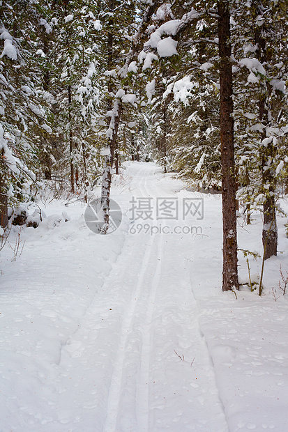 跨国滑雪赛道国家踪迹跑步森林云杉越野季节粉末寒冷城市图片