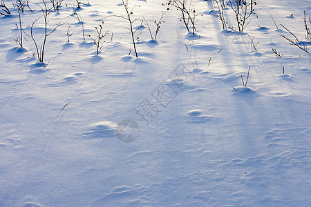 雪地表面阳光季节森林粉末分支机构树木树枝寒意植物阴影图片