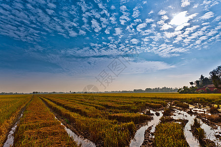帕迪田地粮食蓝色农田天空农业食物风景农民植物收成图片