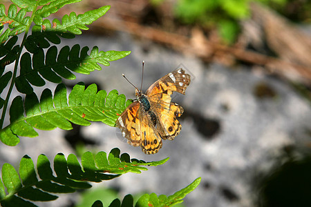 绘画的蝴蝶夫人植物野生动物花园天线翅膀蓝色漏洞飞行橙子女士图片