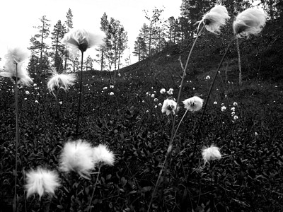 黑白花和白花图片