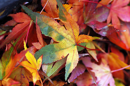 秋季颜色季节植物绿色季节性叶子树叶红色橙子图片