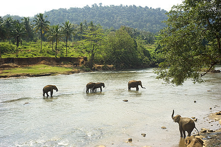 大象洗澡象牙哺乳动物旅行热带太阳森林公园家庭驯象师动物图片