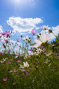 蓝色天空背景下方花瓣太阳生长植物叶子晴天园艺季节花园宏观图片
