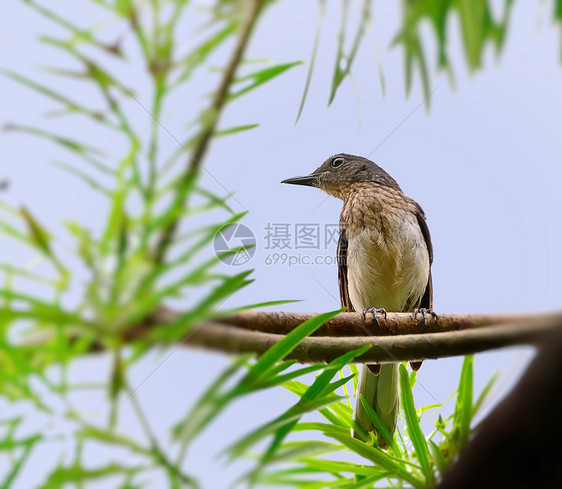 东方的在蓝天背景下 坐在树枝上 有绿色叶子的少年图片