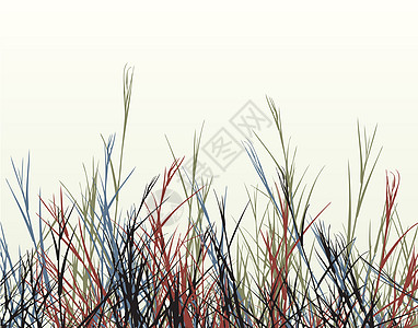 粗草草插图植物栖息地牧场植被叶子边缘场地图片