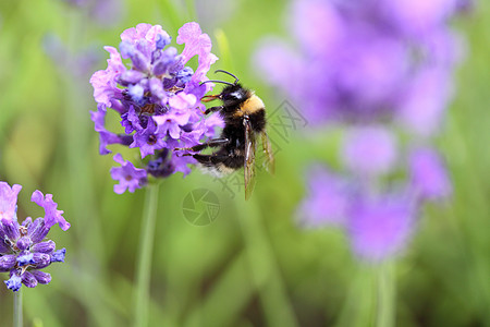 b 收集花粉的蜂蜜背景图片