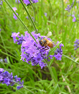 蜂蜜蜂 从熏衣草中收集花粉背景图片