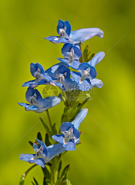 蓝草地花朵的弥散图片