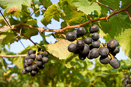 葡萄树上的果实农业季节农场叶子热带水果商品葡萄园黑色收成图片