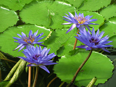 水百合美丽森林花朵环境植物学公园花园叶子植物软垫图片