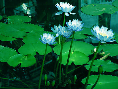 水百合花朵树叶公园植物群池塘环境植物植物学森林季节图片