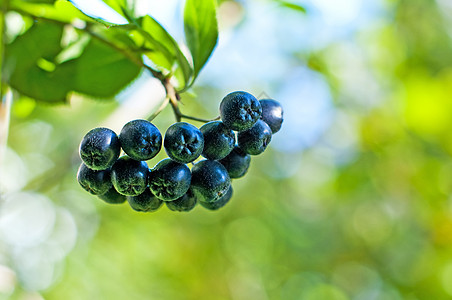 阿罗尼亚贝利 阿罗纳梅拉诺卡帕黑色衬套果汁食物蓝色浆果熟食小吃饮食彩色图片