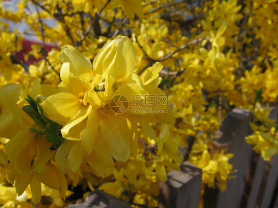 清亮黄色花朵图片