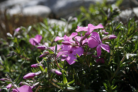 红花兰花衬套花萼花粉木头公园娱乐草地植物植被图片