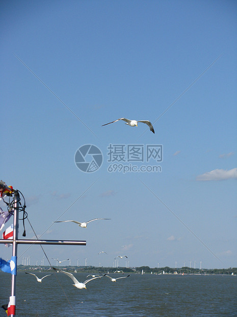 船上有海鸥在空中图片