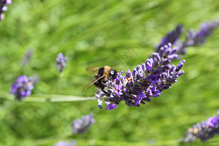 黄蜂在熏衣草上花粉野生动物紫色熊蜂昆虫草本植物花园薰衣草图片