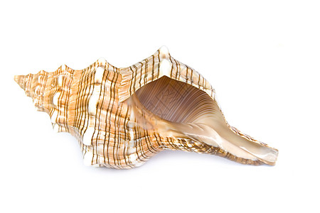 贝壳软体纪念品甲壳海洋收藏星星动物热带海岸线生活图片