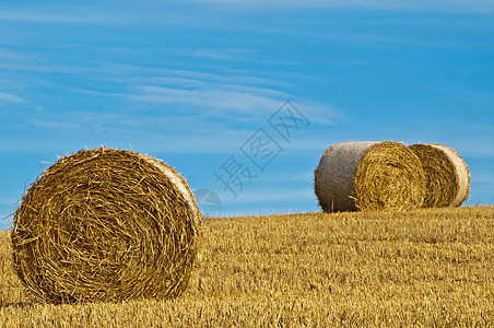 谷物收获蓝色全景绿色茬地国家场地天空乡村稻草农业图片