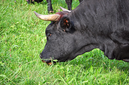 奶牛农场绿色牛角草地野生动物黑色图片