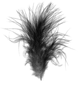 鹅毛笔黑软软软小鸟羽毛在白色上方弯曲背景