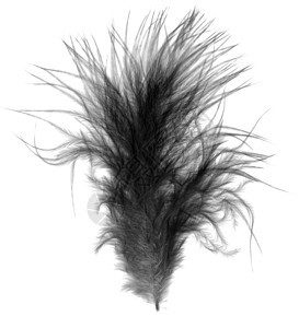 黑软软软小鸟羽毛在白色上方弯曲背景图片