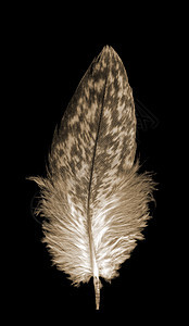 单柔软的飞翔鸟羽毛 在黑上图片