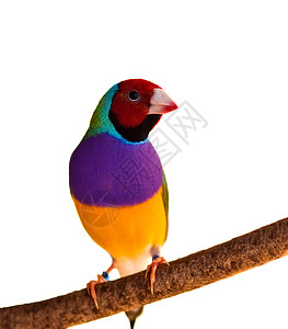 澳大利亚红头雄鸟图片