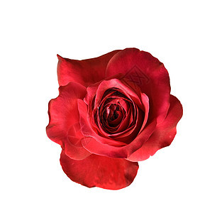 孤立的红玫瑰花植物群生日红色感情红玫瑰植物白色图片