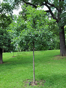 伦敦肯辛顿花园公园隐藏花园草地王国绿色树木英语植被图片