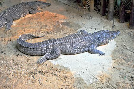 开曼语Name荒野动物园爬虫动物爬行动物农场家庭鳄鱼图片