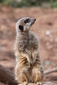 Meerkat 苏里卡塔哺乳动物疱疹鼻子眼睛昼夜动物食虫图片