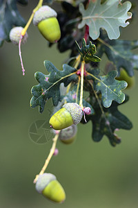 橡树种子森林绿色食物坚果橡木水果宏观植物椭圆图片